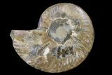 Cut & Polished Ammonite Fossil (Half) - Madagasar #158046-1